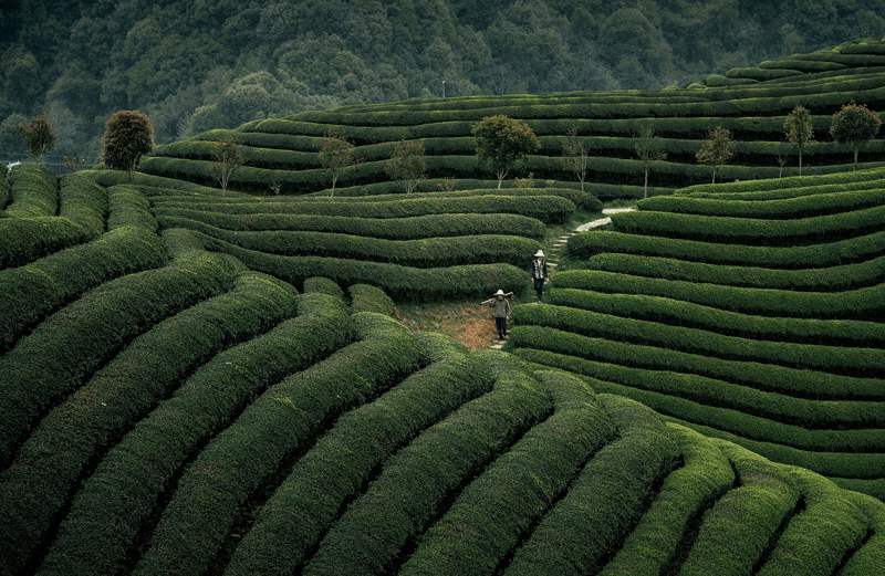 天凉秋燥，喝茶认准这四种